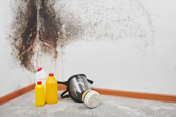 Best Mold Removal Company Near Me  in Spiro, OK