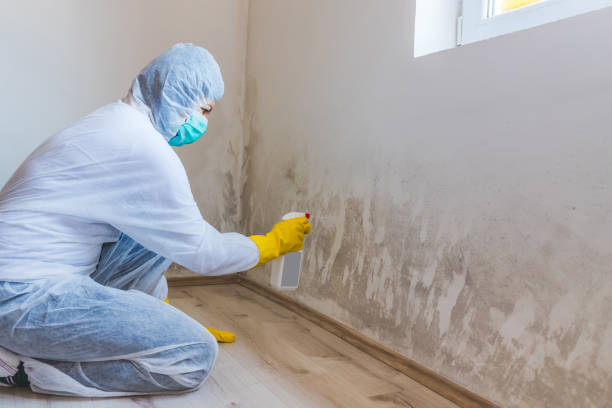 Best Attic Mold Removal  in Spiro, OK