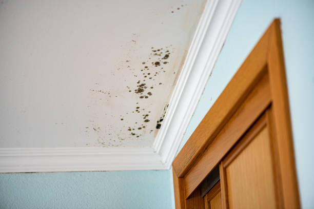 Best Mold Removal Near Me  in Spiro, OK