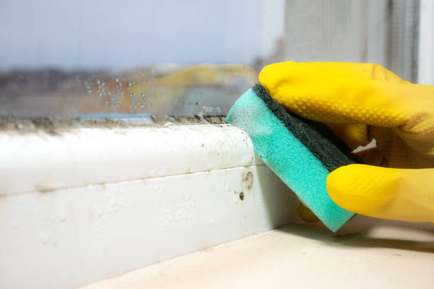 Best Mold Removal Company Near Me  in Spiro, OK