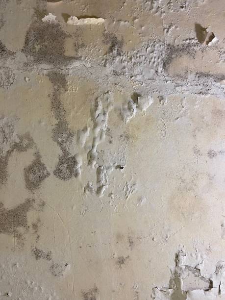 Best Residential Mold Removal  in Spiro, OK