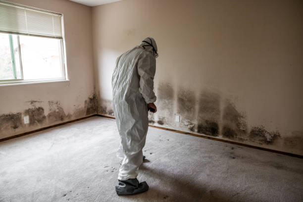 Best Local Mold Removal Service  in Spiro, OK