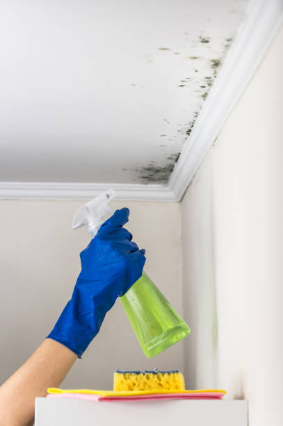 Best Residential Mold Removal  in Spiro, OK